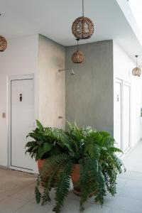 a room with green plants in large pots at Casa Pola in Malucano