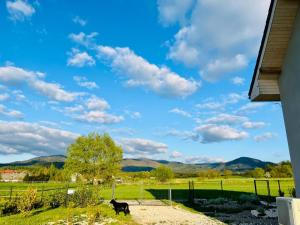 a black cat walking in a field with a blue sky at Polny Domek in Bystrzyca Kłodzka