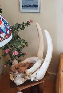 a white animal skull on a table next to a plant at Tent in ices in Nibe
