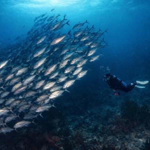 a person swimming in the ocean with a large group of fish at The Pade Dive Resort in Sabang