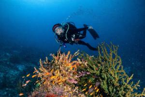 a person in a wetsuit diving over a coral reef at The Pade Dive Resort in Sabang +9 photos
