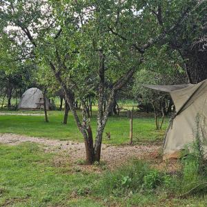 a tent sitting next to a tree in a field at Deltrade Wedding and Camp in Pretoria