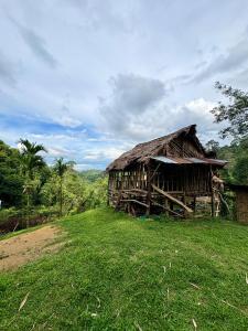 a hut with a grass roof in a field at Sumatra Orangutan Tours Orangutan Trekking with Airport Pick Up Drop Off and Accommodation Trekking Required for All Bookings in Bukit Lawang