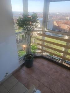 a room with a window with a potted plant in it at SMB home PANORAMA in Oradea