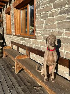 a brown dog sitting on a bench next to a building at Artemisia Eco-Pet friendly B&B in La Salle +24 photos
