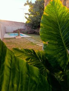 a large green leaf of a plant next to a pool at La Micha in Chascomús +6 photos