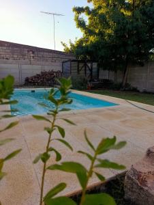 a swimming pool in a yard with a tree at La Micha in Chascomús