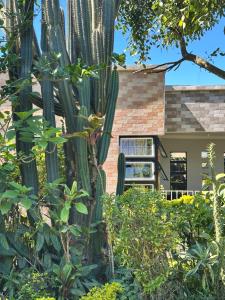 a cactus in front of a house at Cactus Village in Blantyre