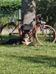 a dog laying in the grass next to a bike at Maison du bonheur in Seur +15 photos