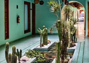 a group of cacti and plants in a room at Luuna de Jade in Oaxaca City