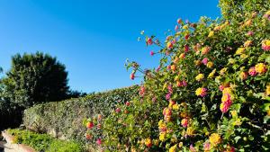 a hedge with pink and yellow flowers on it at Joshiehome in Rancho Cucamonga