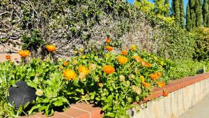 a bunch of orange flowers in a garden at Joshiehome in Rancho Cucamonga