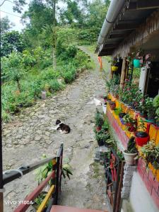 a dog laying on a dirt road next to a store at Bamboo Queen Homestay Rongo in Kumai