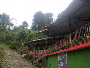 a green building with potted plants on the side of it at Bamboo Queen Homestay Rongo in Kumai