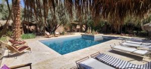a swimming pool with lounge chairs and a palm tree at Dar Lorkam in Skoura