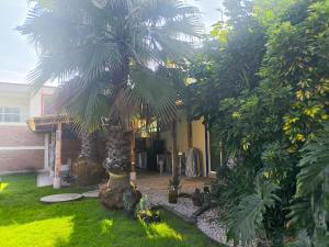 a palm tree in the yard of a house at Casa en Xochimilco in Mexico City