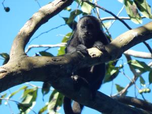 a monkey is sitting on a tree branch at B&B Del Lago in Flores +60 photos