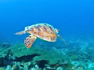 a green sea turtle swimming in the ocean at Bougain Villa Gemanafushi in Gemanafushi