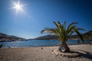 a palm tree on a sandy beach next to the water at Villa Albatros in Vinišće