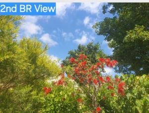 a group of trees with red flowers in the foreground at Daylesford A Very Quiet ABELIA COTTAGE BOTANICAL COTTAGE 10 min walk town in Daylesford