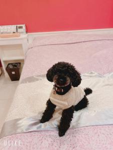 a black poodle stuffed animal sitting on a bed at NUDA Toyama in Takaoka