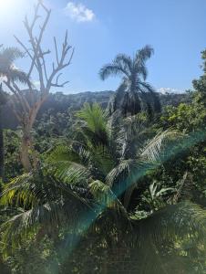a group of palm trees in a forest at Comsee Apartment Saint Mary in Highgate
