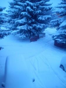 un pino cubierto de nieve en un patio cubierto de nieve en Lamour, en Ancelle