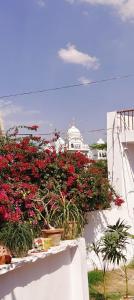 a bunch of red flowers on a white wall at Tara pushkar in Pushkar