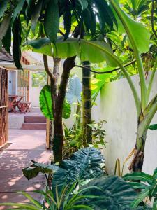 a group of trees and plants in a yard at Layday Surf Ahangama in Ahangama