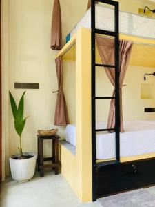 a room with two bunk beds and a plant at Layday Surf Ahangama in Ahangama +47 photos