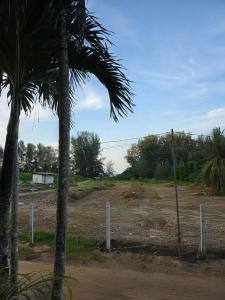 a palm tree sitting next to a dirt field at Luangwang Resort in Nai Yang Beach