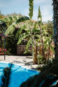 a large banana plant next to a swimming pool at Agriturismo Il Pozzo in Casal Velino