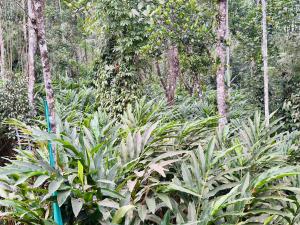 a forest filled with lush green plants and trees at Eettickal Homes in Ūdumbanshola +6 photos