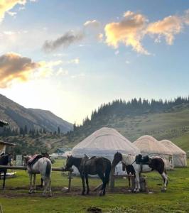 a group of horses standing in a field with tents at Kyrgyz Yurt Camp in Mineralʼnyy Istochnik Altyn-Arasan