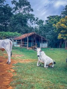 a cow sitting in the grass in front of a house at Suite 3 in São Domingos
