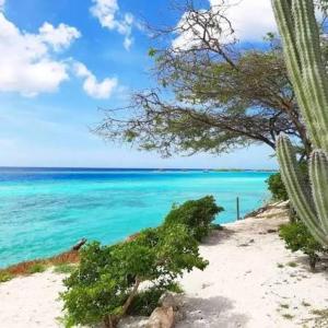 a view of the ocean with a cactus on a beach at Apartment Ale in Savaneta