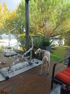 a dog standing in front of a gym at chambre double in Poitiers