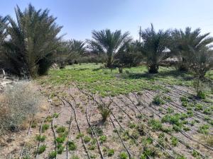 a field with palm trees and plants at dar elkarzabi in Zagora