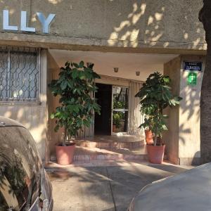 two trees in pots in front of a building at Hotel polly in Mexico City