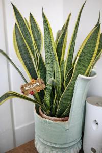 a plant in a blue vase sitting on a table at BB Cadore casa vacanze in Varese +1 photo