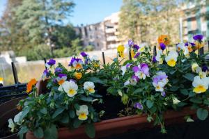 a flower pot filled with colorful flowers on a balcony at BB Cadore casa vacanze in Varese