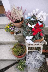 a bunch of flowers and plants on the stairs at BB Cadore casa vacanze in Varese