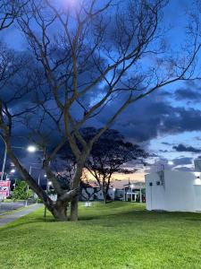 a tree sitting in the grass next to a street at Casa Migueleña in San Miguel