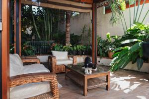a black and white cat sitting on a table on a patio at Casas Blancas, Planta Alta in Todos Santos +21 photos