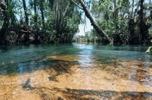 a river with clear water and trees in the background at Coconut Lodge in Kalumburu