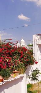 a bunch of red flowers on a white wall at Tara pushkar in Pushkar