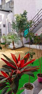 a group of plants in pots in a courtyard at Tara pushkar in Pushkar +8 photos