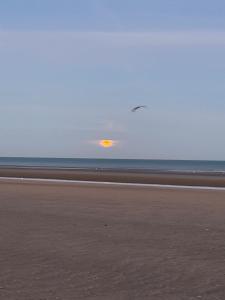 a sunset on the beach with a bird flying over the ocean at Secret Stay, Wellness Penthouse studio, Privacy, Seaview, Terras, Sauna in Koksijde