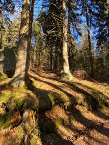 a path in the woods with trees and grass at Chata Štefička in Josefŭv Dŭl