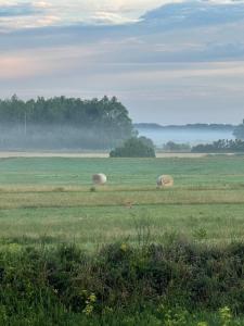 two hay bales in a field with fog in the background at Altrhein Hideaway ruhige Ferienwohnung nahe Frankfurt ideal für Natur & Radfahrer in Riedstadt